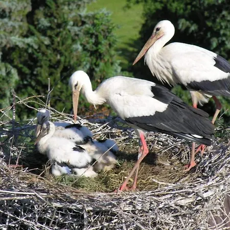 In Near Centre Herbolzheim