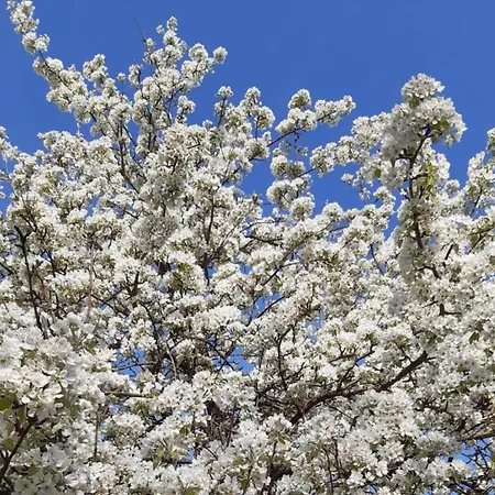 Apartamento In Near Centre Herbolzheim