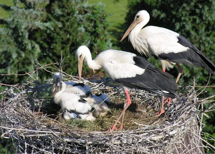 Ferienwohnung History In Herbolzheim Nahe Zentrum Herbolzheim