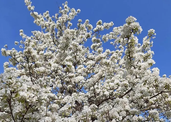 Daire Ferienwohnung History In Herbolzheim Nahe Zentrum Herbolzheim